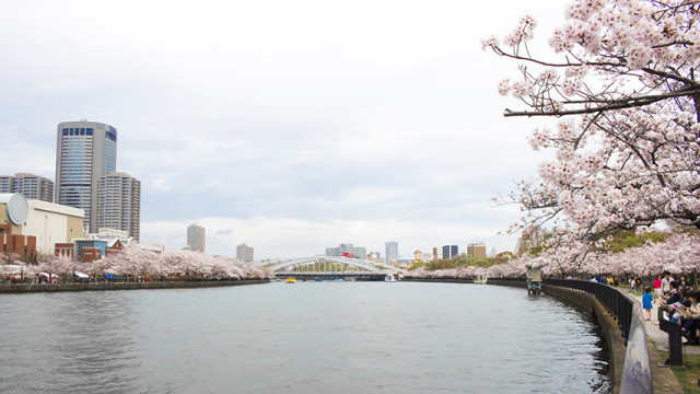 大阪 天満橋 2016年 桜