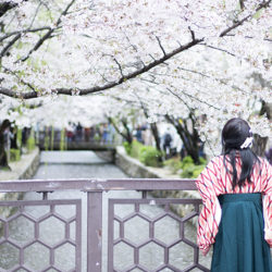 京都高瀬川の桜は今が見頃！雨で散り始めてますお早めに（2017年）