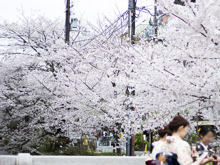 京都高瀬川の桜は今が見頃！雨で散り始めてますお早めに（2017年）